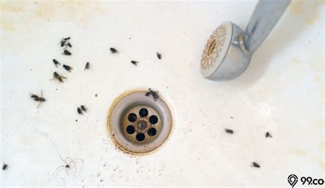 Lintah kecil di kamar mandi 10 Cara Membasmi Binatang Kecil di Kamar Mandi